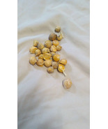 25 Garlic (Allium sativum) Corms/Bulbils- Fresh &amp; Ready To Plant - $16.95