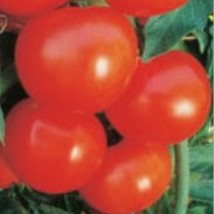 USA SELLER Sanibel Tomato Seeds Fast Shipping - $9.80