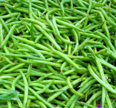 100 Pc Seeds Bean-Slenderette Bush Bean Vegetable Plant, Bean Seeds | RK - £14.12 GBP