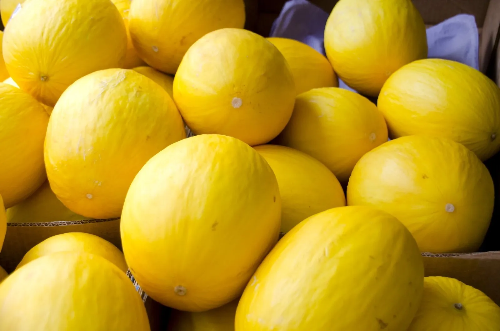 Canary Yellow melon seeds Fruit NON-GMO 20+  Seeds - £8.20 GBP