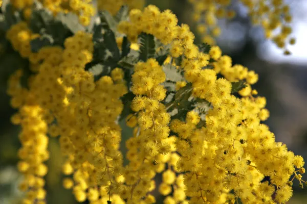 Acacia Baileyana Golden Mimosa Yellow Wattle Tree 10 25 Or 50 Fresh Seeds - £12.47 GBP