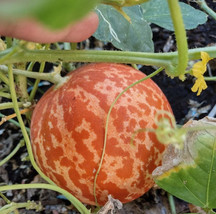 USA SELLER Tigger Melon Seeds The Most Beautiful Delicious Melon You Will Ever G - $19.48