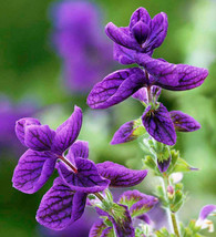 40 Salvia Blue Monday Seeds Flower Perennial Deer &amp; Drought Tolerant Sage - £14.09 GBP