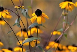 50 Seeds Ozark Gold Coneflower Echinacea Paradoxa R API D Garden Beauty With Heirl - £7.80 GBP