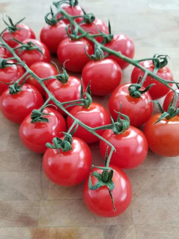 G_S Chadwick Cherry Tomato Seeds Heirloom Organic - $3.84