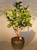 Key Lime Bonsai Tree   (citrus aurantifolia)  - £79.89 GBP