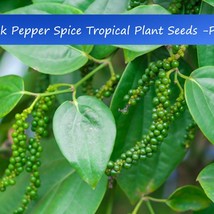 Tropical Seeds Black Pepper 10 Seeds Piper Nigrum Peppercorn Grow Your Own Black - $17.68