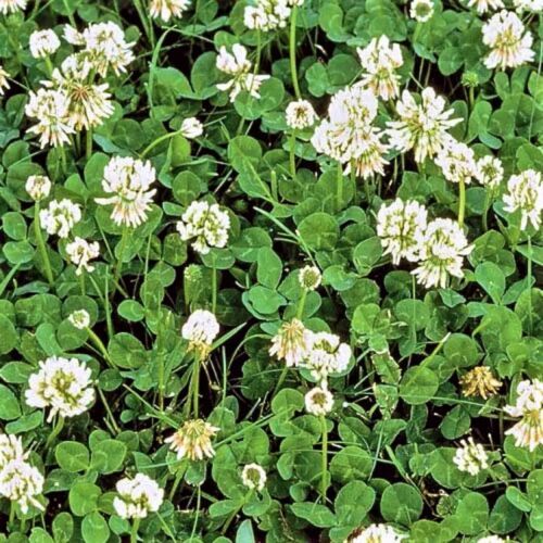Dutch White Clover Seeds 600 Seeds  - $6.00