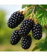 Olallie Blackberry Live Plant: Thornless, Sweet &amp; Juicy Berry Bush - $159.90