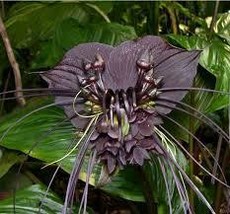 Black Bat Orchid Flower 5 Seeds - $16.00