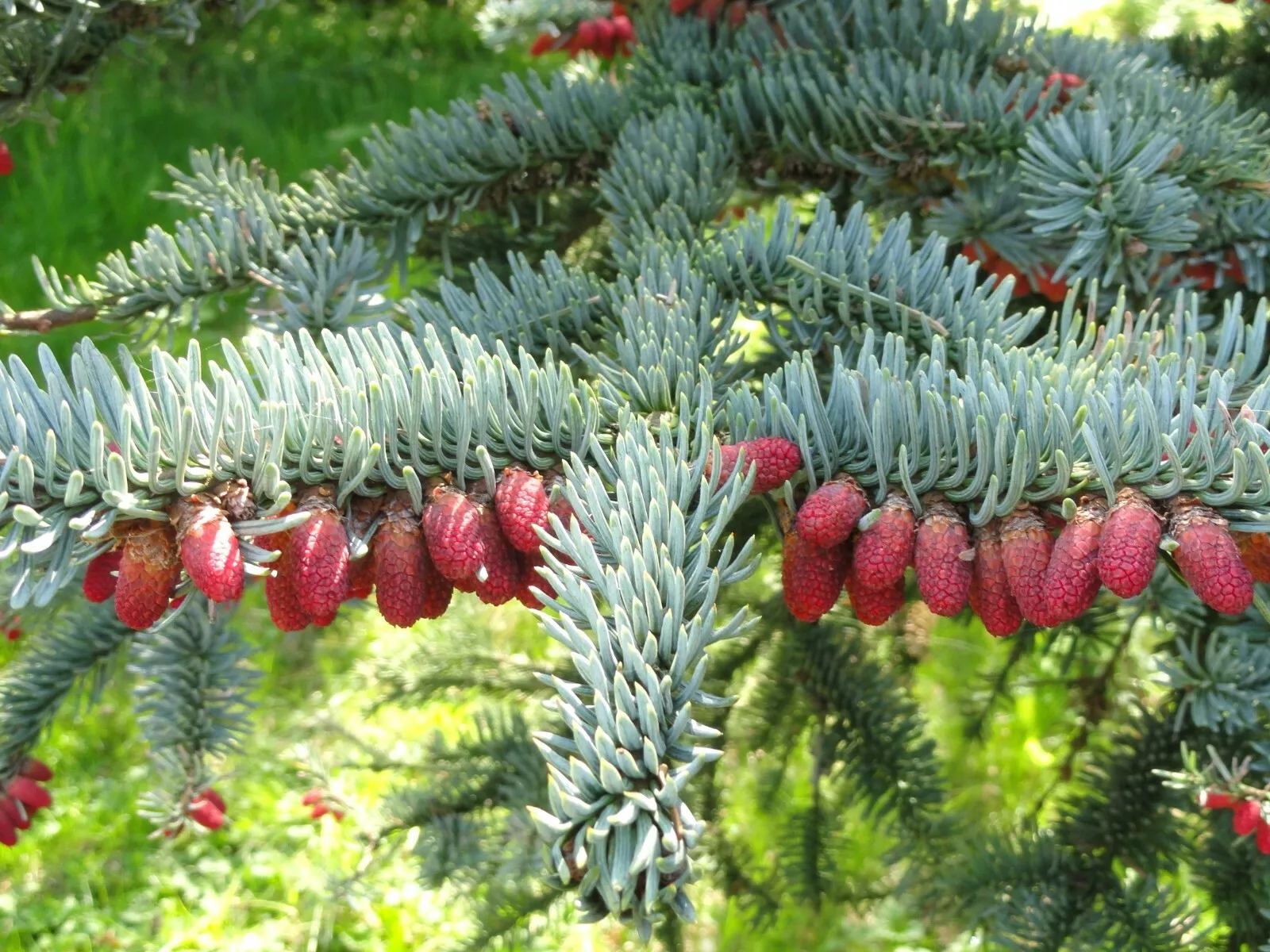 Noble Fir 10 Seeds Planting USA - £7.56 GBP