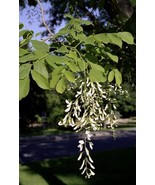 KKG Cladrastis Lutea Yellowwood Tree Seeds Fresh Garden - €8,58 EUR