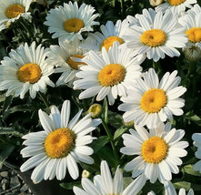 Shasta Daisy Flower Seeds White Paper Daisies Garden Susan Sun Flower Seed  - £4.72 GBP