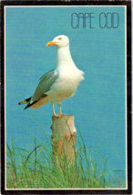 Postcard Massachusetts Seagull  West Dennis Cape Cod 1983 Posted 6 x 4 &quot; - £4.59 GBP