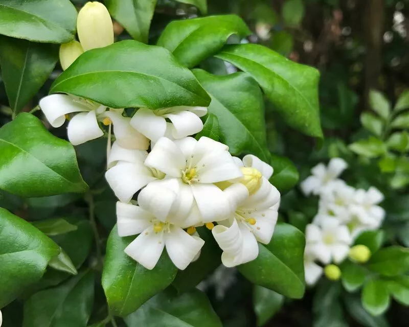 Murraya Paniculata Orange Jasmine Seeds - £8.88 GBP