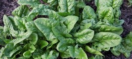 250 SEEDS VIROFLAY SPINACH HEIRLOOM SPEED GROWTH QUICK GARDEN SETUP - $8.35