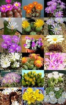 Flowering Conophytum Mix Rare Succulent Cactus Living Stones Rocks Seed 15 Seeds - $8.99