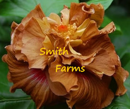 25 Seeds Brown Yellow Hibiscus Flowers From US - £7.93 GBP