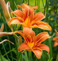 50 Bulbs Orange Daylily Ditch Lily Flowers, Tawny Day Lily Fingerlings/Bulbs - £39.54 GBP