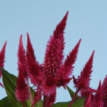 25 Pelleted Seeds Celosia Celway Red Cockscomb Celosia Seeds - £27.14 GBP
