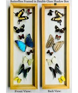 Real Butterflies Framed in Flight Formation A++ Quality - $2,171.92 MXN