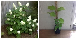 Live Plant - Oakleaf Hydrangea qt. pot - £34.83 GBP