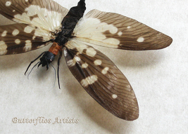 Real Dobsonflies Neurhermes Maculipennis Framed Entomology Collectible S... - £55.02 GBP