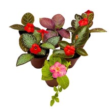 Harmony&#39;s Flame Violets Colorful Episcia Grower&#39;s Choice Mix 2 inch Set ... - £25.53 GBP