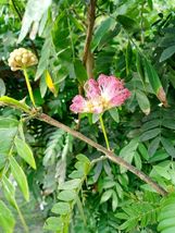 Pink Powder Bush Callandra Eriophylla Live Plant - £34.52 GBP