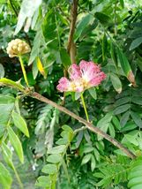 PINK POWDER BUSH CALLANDRA ERIOPHYLLA LIVE PLANT - £35.16 GBP