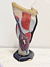 Antique 1930s Anatomical Model of Human Larynx, Throat - $197.90