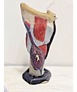 Antique 1930s Anatomical Model of Human Larynx, Throat - $3,745.95 MXN