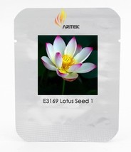 New Wild White Red Lotus Flower Seeds, Professional Pack, 1 Seed / Pack, E-Z to  - £3.26 GBP