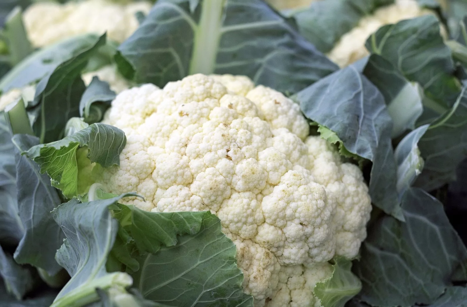 KingStore 200 Cauliflower Snowball Y Improved Cruciferous Non-Gmo Planting Seeds - $9.66