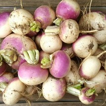 Purple Top White Globe Turnip Seeds Brassica Rapa B99 Gardening Fresh USA Seller - £5.82 GBP