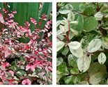 3 Live Plants Breynia Disticha Roseopicta Snowbush Ornamental Shrub - £51.05 GBP