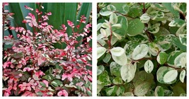 3 Live Plants Breynia Disticha Roseopicta Snowbush Ornamental Shrub - £51.90 GBP