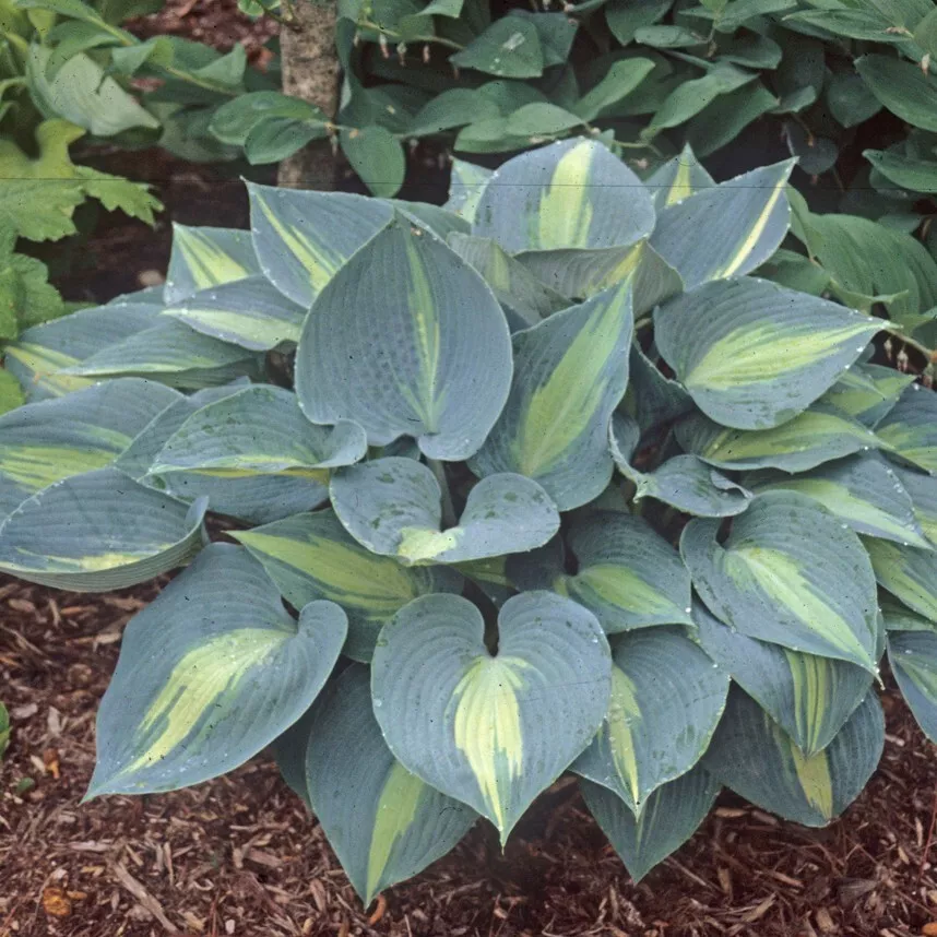 Hosta Touch Of Class 5.25 Inch Pot Well Rooted Plant June Sport - $34.19