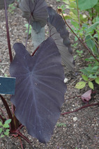 Colocasia esculenta - Black Magic Elephant Ear Live Plant - Outdoor Living - £46.05 GBP