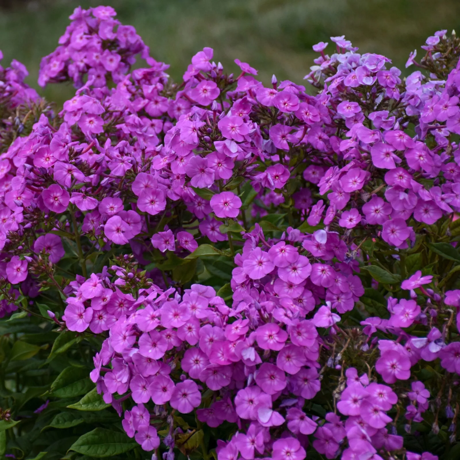 50 Cover Girl Phlox Seeds Flower Perennial Seed Flowers Butterfly 1250  - $16.54