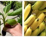 Musa - &#39;Gran Nain&#39; - Banana Trees - 2 Live Plants - $54.93
