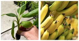 Musa - &#39;Gran Nain&#39; - Banana Trees - 2 Live Plants - £43.85 GBP