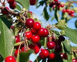 LIVE PLANT WILD BLACK CHERRY TREES PRUNUS SEROTINA EDIBLE FRUIT 2yo 30&quot;+... - $12.95
