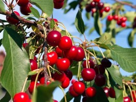 LIVE PLANT WILD BLACK CHERRY TREES PRUNUS SEROTINA EDIBLE FRUIT 2yo 30&quot;+... - £10.14 GBP