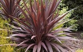 THJAR Cordyline obtecta Purpurea | Red Cabbaga Palm | 10 Seeds - $53.31 MXN