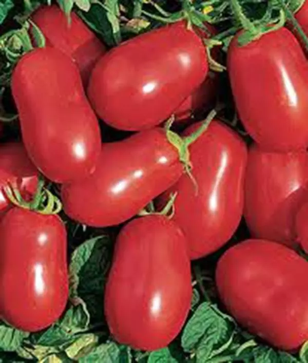 KS Roma Italian Tomato Non Gmo Organic Planting 50 Seeds  - $9.36