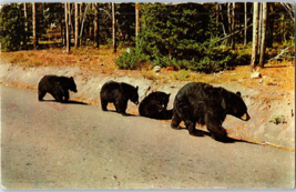 Black Bear And Cubs Postcard Posted 1970 - £5.49 GBP