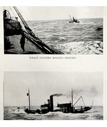 Whale Catcher In Heavy Sea 1926 Nautical Antique Print Whale Hunting DWW4B - £15.79 GBP