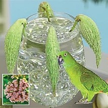 New!! 30+ &quot;&quot;Parrot Pod&quot;&quot; Virginian Silk Flower Seeds  - £7.89 GBP