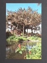 Walt Disney World Florida Swiss Family Island Treehouse UNP Postcard c1970s (a - £3.90 GBP